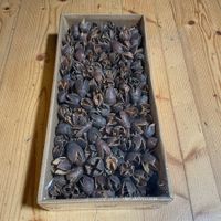 Bakuli-/Königinnenblumen-Trockenfrüchte 1kg zum dekorieren