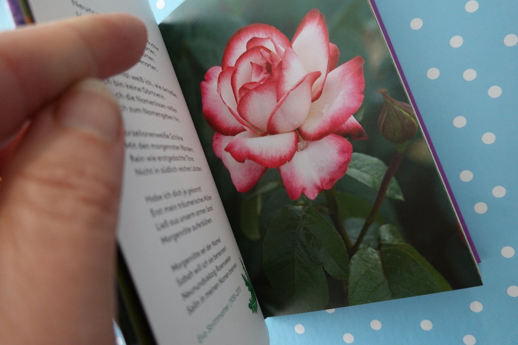 Bücher: Garten Ich weiss einen Wundergarten Dichterinnen + Gärten – Neu und originalverpackt aus Jona von JOberg_25 4