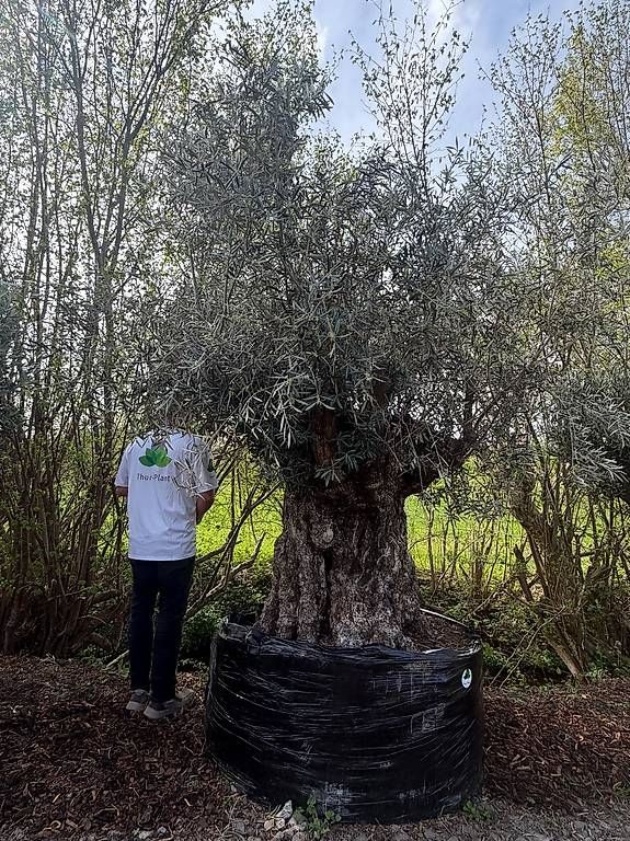 Pflanzen & Samen: Olivenbaum "Olea Europea 20" – Gebraucht aus Zuckenriet von Thur_Plant 5