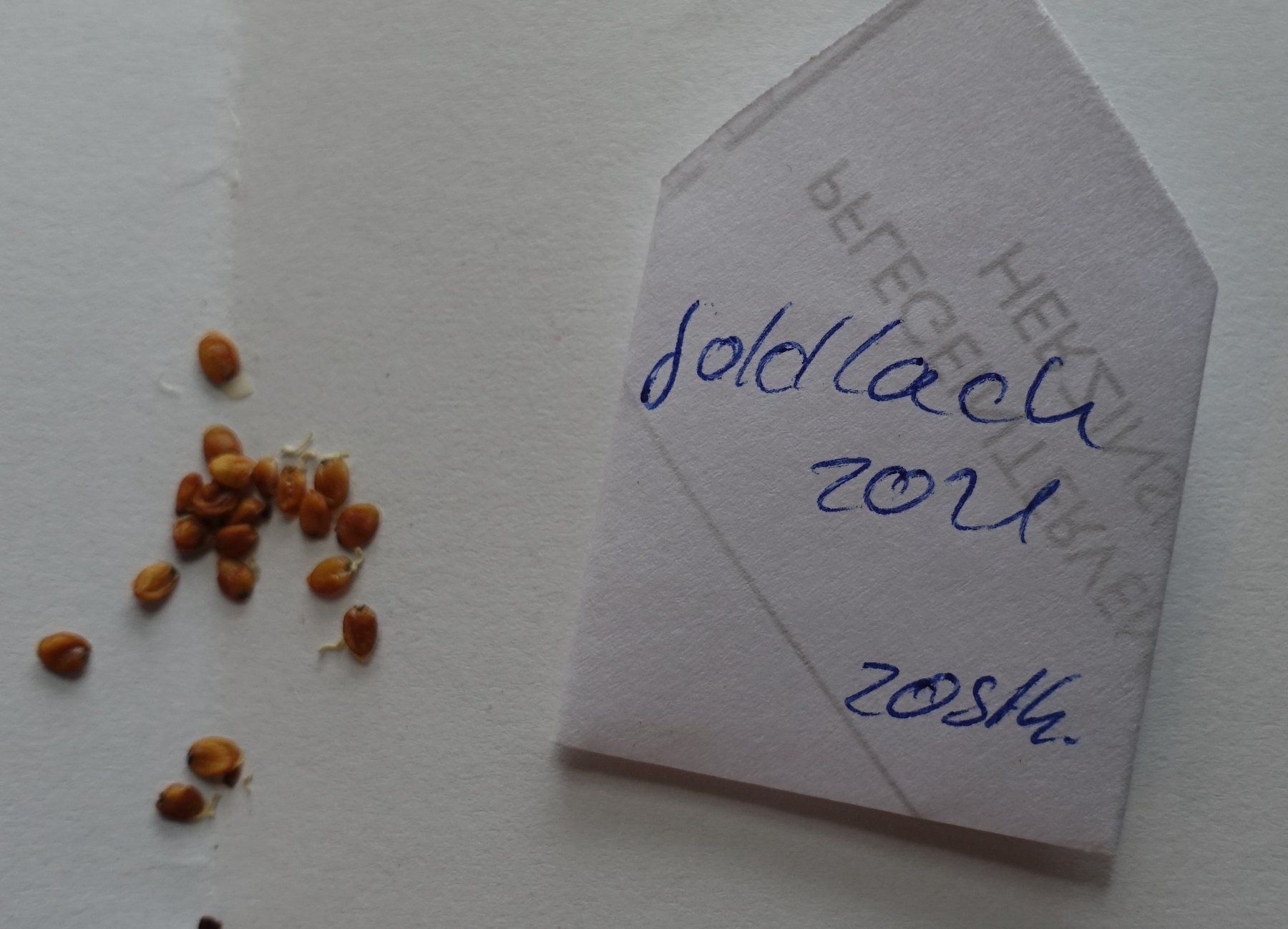 Piante & sementi: Goldlack Samen 20Stk. 2024 – Usato da Schwaderloch venduto da bademeister79 4