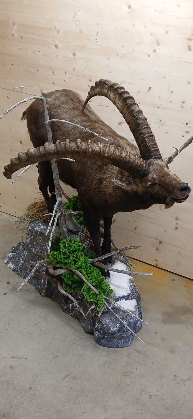 Il mondo degli animali: Steinbock Präparat – Nuovo (secondo la descrizione) da Mollis venduto da Resel1985 5