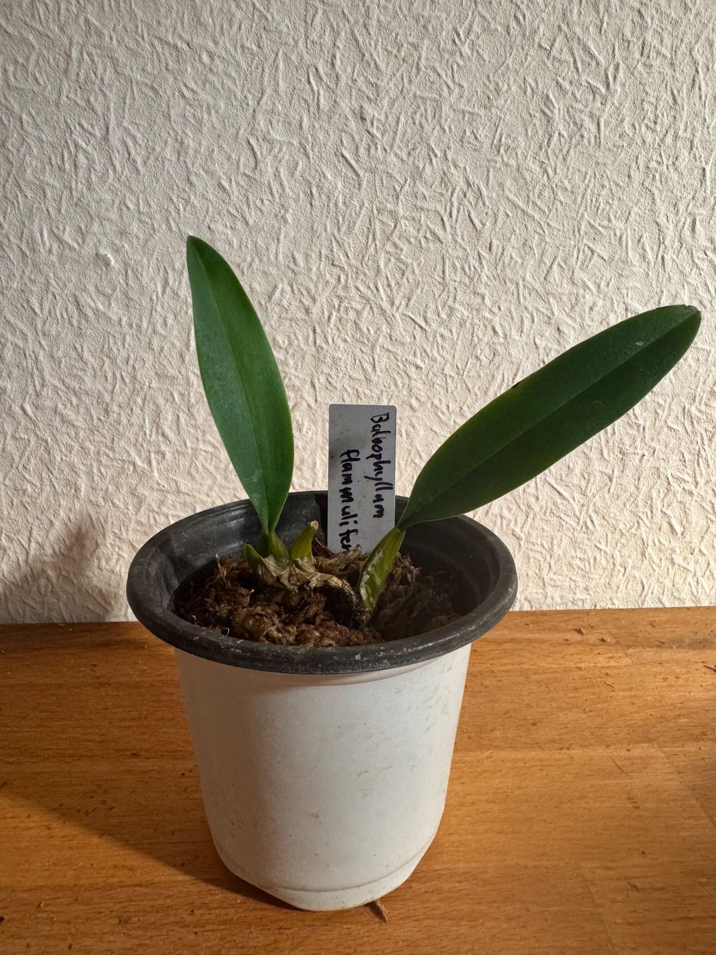 Piante & sementi: Bulbophyllum flammuliferum – Usato da Männedorf venduto da mrclst