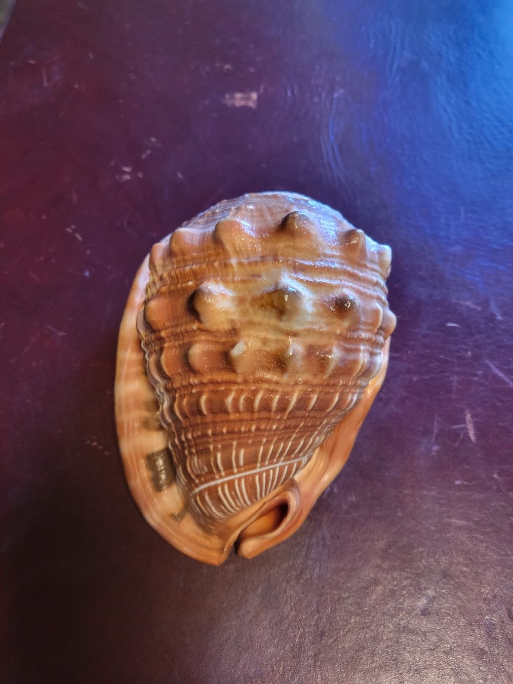 Fossili: Wunderschöne grosse Schneckenmuschel – Usato da Untersiggenthal venduto da vonberner 1
