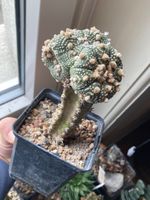 Super Astrophytum Asterias Doppelkopf