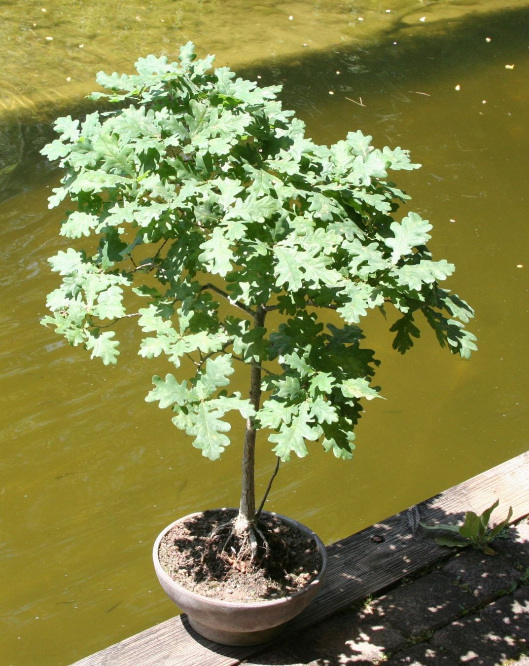 Piante & sementi: BONSAI  -  Stieleiche – Usato da Gretzenbach venduto da Sikim