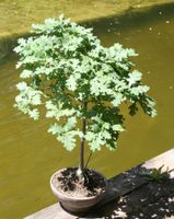 BONSAI  -  Stieleiche