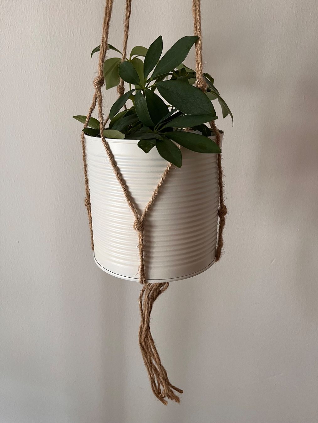 Plantes & graines: Boho Makramee Zimmerpflanze Schefflera im Blumentopf Metall – Neuf (Voir description) à Adliswil par mountain_star 1