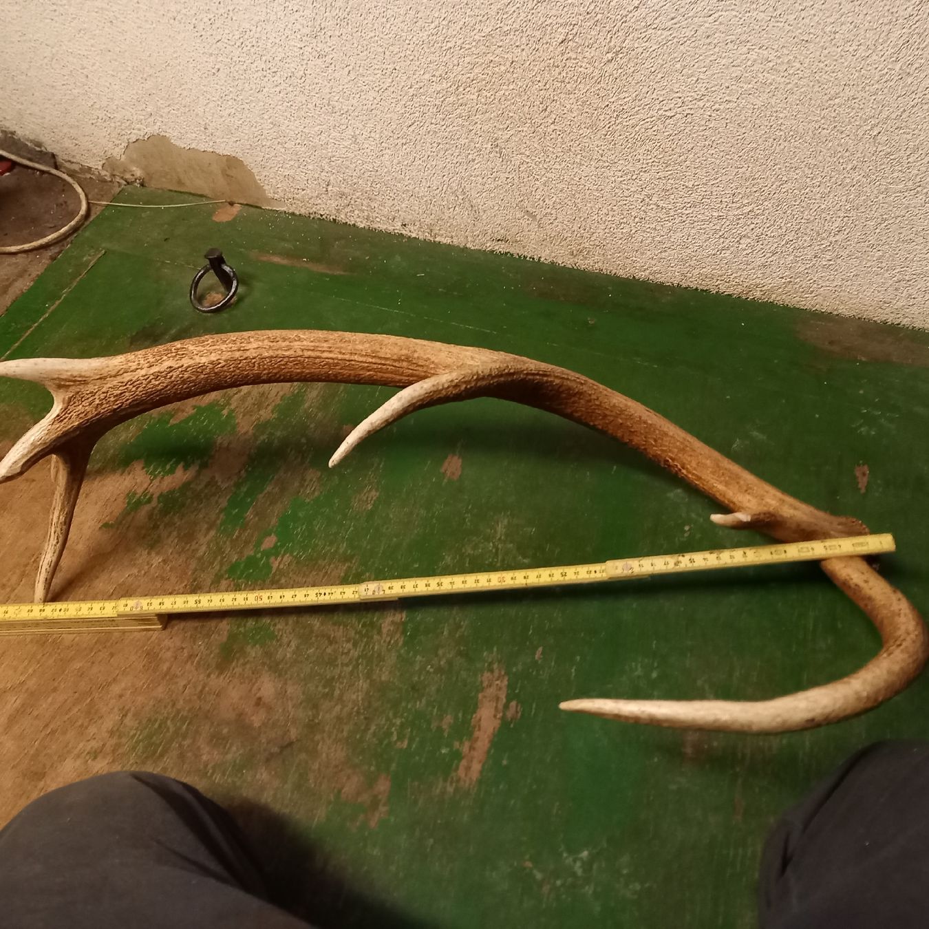 Sonstiges zum Sammeln & Seltenes: Ältere Hirsch Geweih Abwurfstange – Gebraucht aus Galgenen von Allerlei8854 7