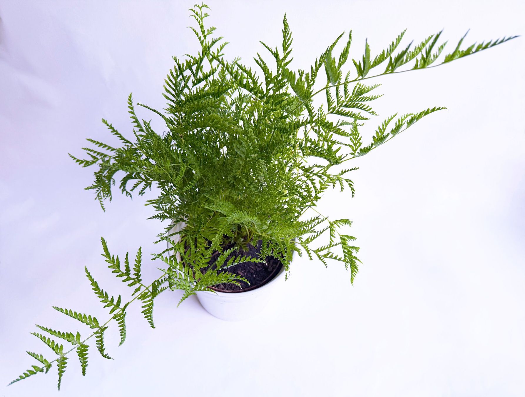 Pflanzen & Samen: Saumfarn***** – Neu (gemäss Beschreibung) aus Dübendorf von Orchid18 1