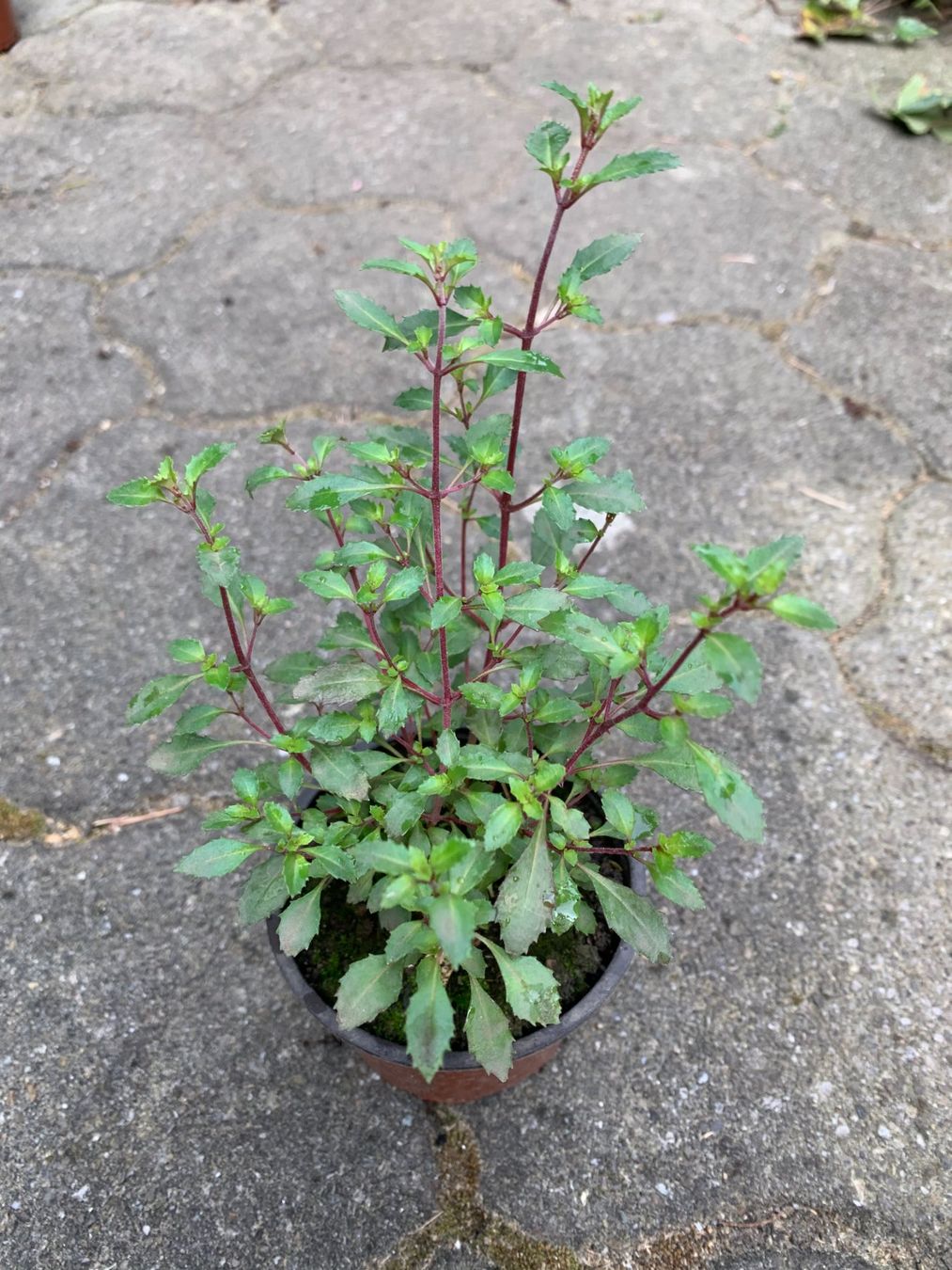 Piante & sementi: kleinblättrige Fuchsie (Fuchsia microphylla)! – Nuovo (secondo la descrizione) da Steffisburg venduto da Calceolaria 1