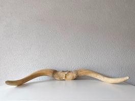 Geweih Horn Mount Longhorn Wand Dekoration 1m