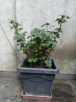 Johannisbeeren
