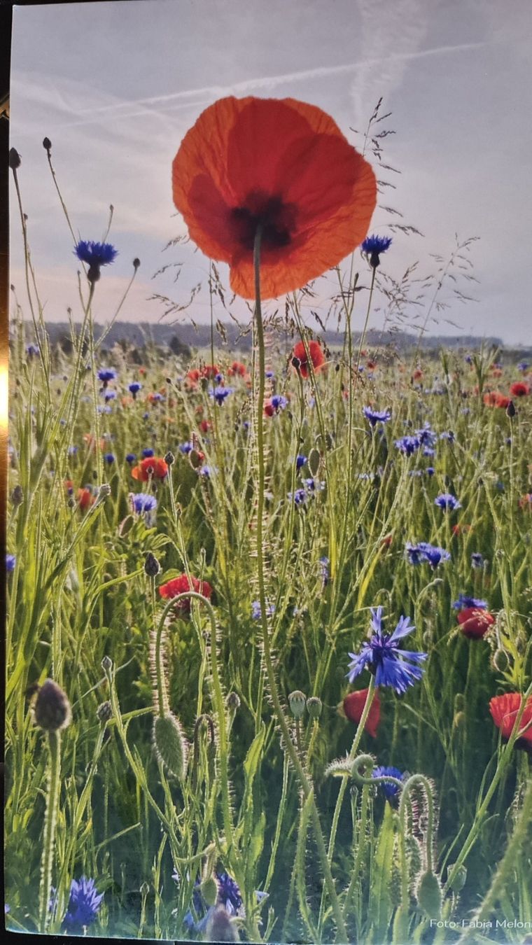 Cartoline: Grusskarte Mohnblume Feld Wiese Blumen – Nuovo (secondo la descrizione) da Dintikon venduto da Vexi