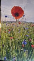 Grusskarte Mohnblume Feld Wiese Blumen