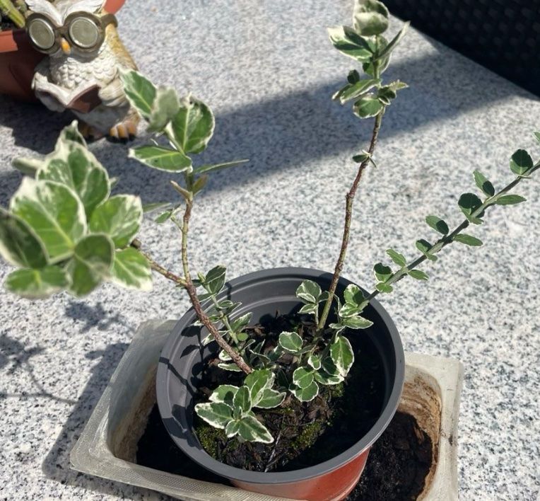 Piante & sementi: EUONYMUS FORTUNEI - Kriechspindelstrauch – Nuovo (secondo la descrizione) da Buchs AG venduto da fischli610 8