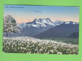 Champ de Narcisses et Dent du Midi