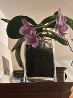 Orchidee blühend lila in Glasvase, gebraucht