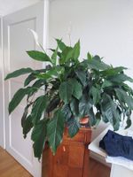 Ein schöner Zimmerpflanzen-Schatz sucht ein neues Zuhause