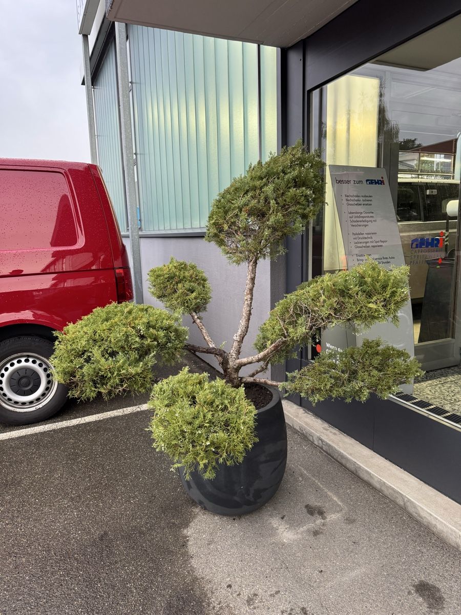 Piante & sementi: Grosser Garten Bonsai Juniperus/Wacholder – Usato da Rümlang venduto da Gruseh.ch 1