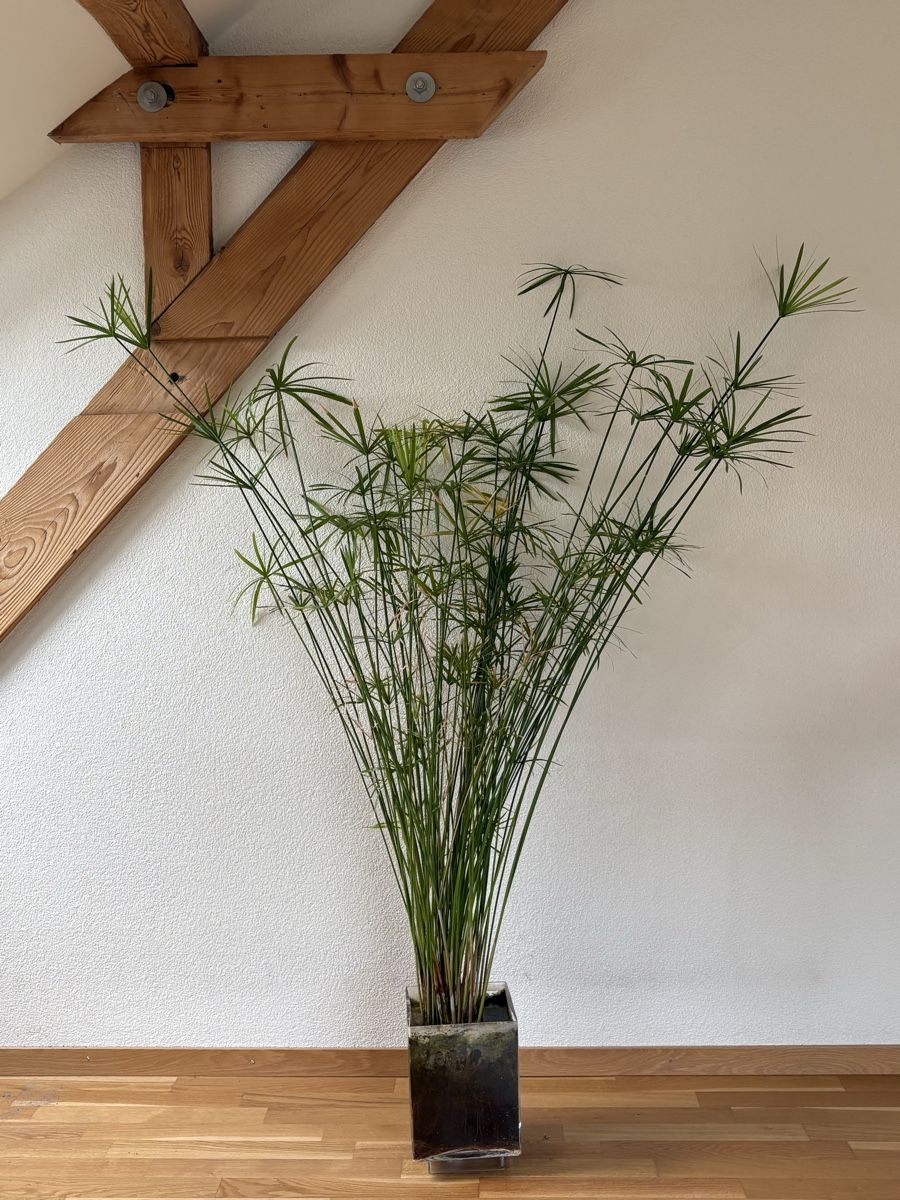 Plantes & graines: Papyrus im Wasser - 170 cm hoch - wunderschön – D'occasion à Zürich par anteabantea
