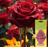 Duftbaum Wunderbaum Fruchtbaum Duftnote Rose