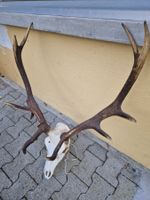 Hirsch geweih