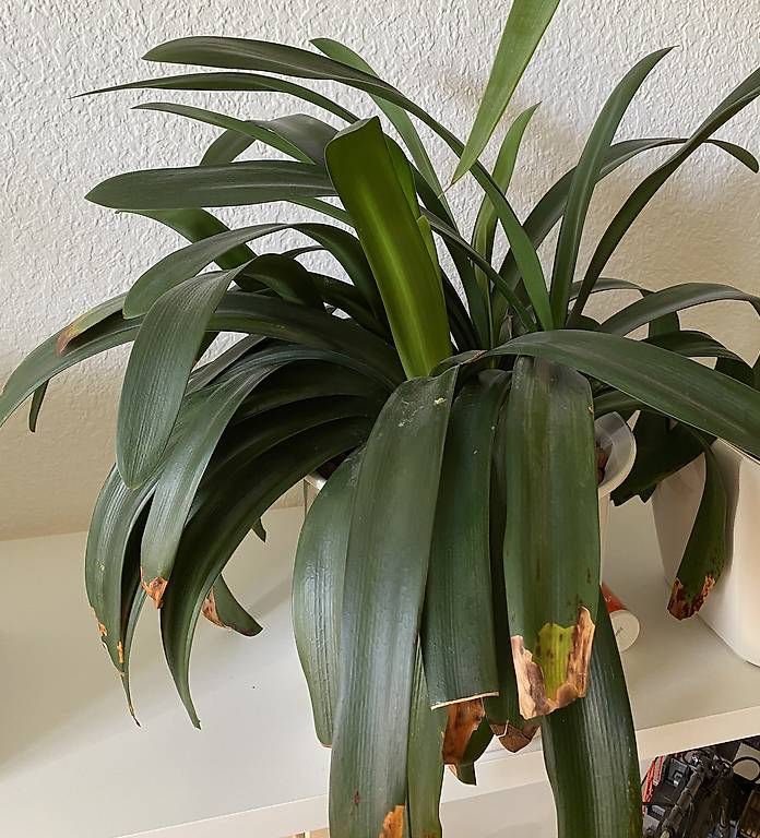 Plantes & graines: Clivia – D'occasion à Zürich par emw_cpq8 1