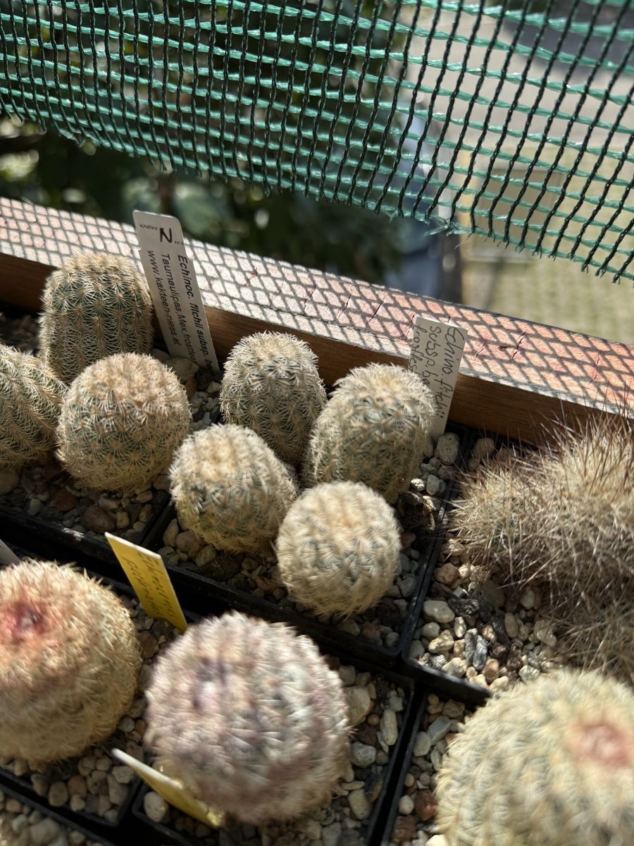 Pflanzen & Samen: Echinocereus fitchii subsp. bergmannii – Gebraucht aus Rorbas von SimS0n