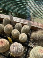 Echinocereus fitchii subsp. bergmannii