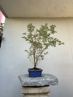 🍁 Acer palmatum 'Butterfly' – imposanter Pre-Bonsai