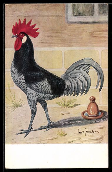 Cartoline postali: sign. Kurt Zander: Blauwe Andalusier haa – Usato da Berlin venduto da bartko-reher