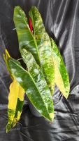 Philodendron Billietiae variegated