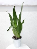 Sansevieria Moonshine Plant Pflanze with ceramic cache pot