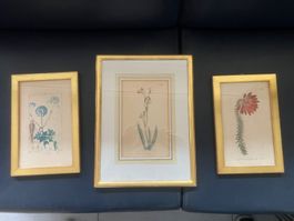 Goldgerahmte Blumenbilder – 3 antike botanische Zeichnungen