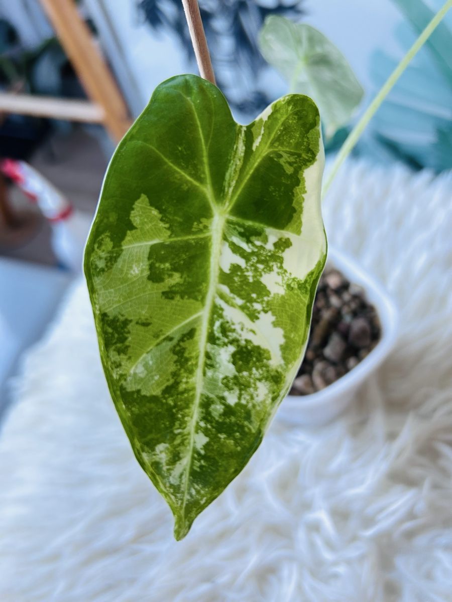 Piante & sementi: Alocasia Frydek variegata  – Nuovo (secondo la descrizione) da Scherzingen venduto da Elefantenohr.ch