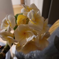 Profile image of Shaila.83