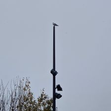 Profile image of trialu