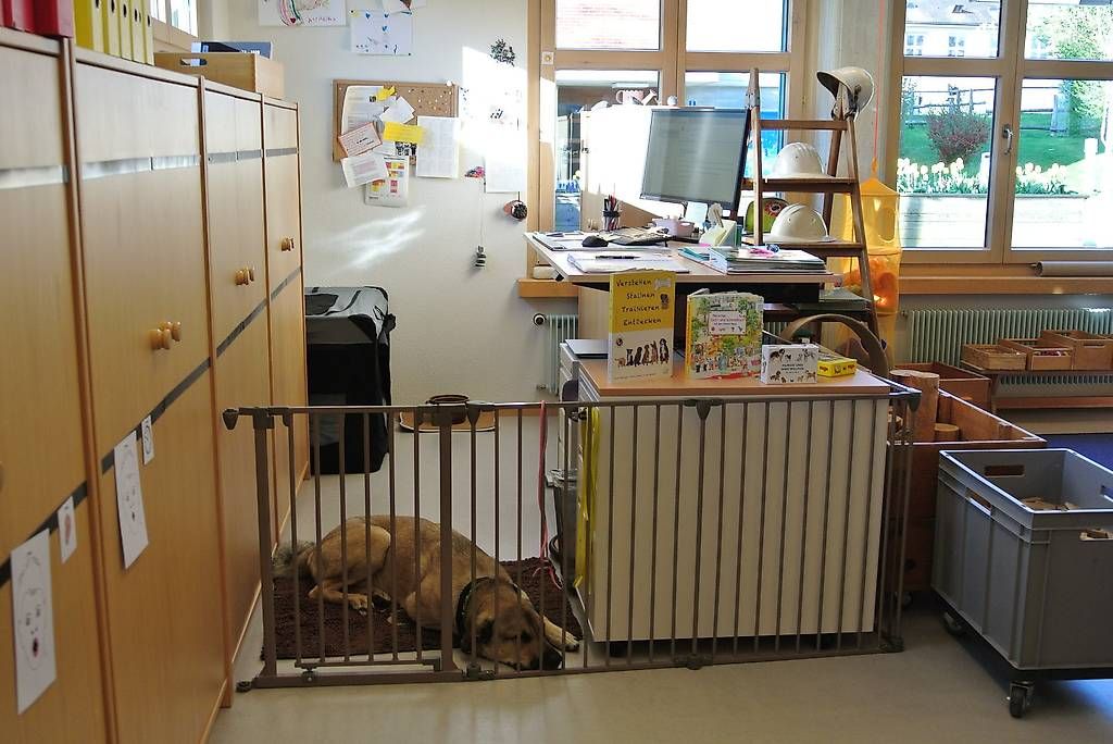 Box & Barriere di sicurezza: Laufgitter/ Absperrgitter Hunde – Usato da Scherzingen venduto da Africola