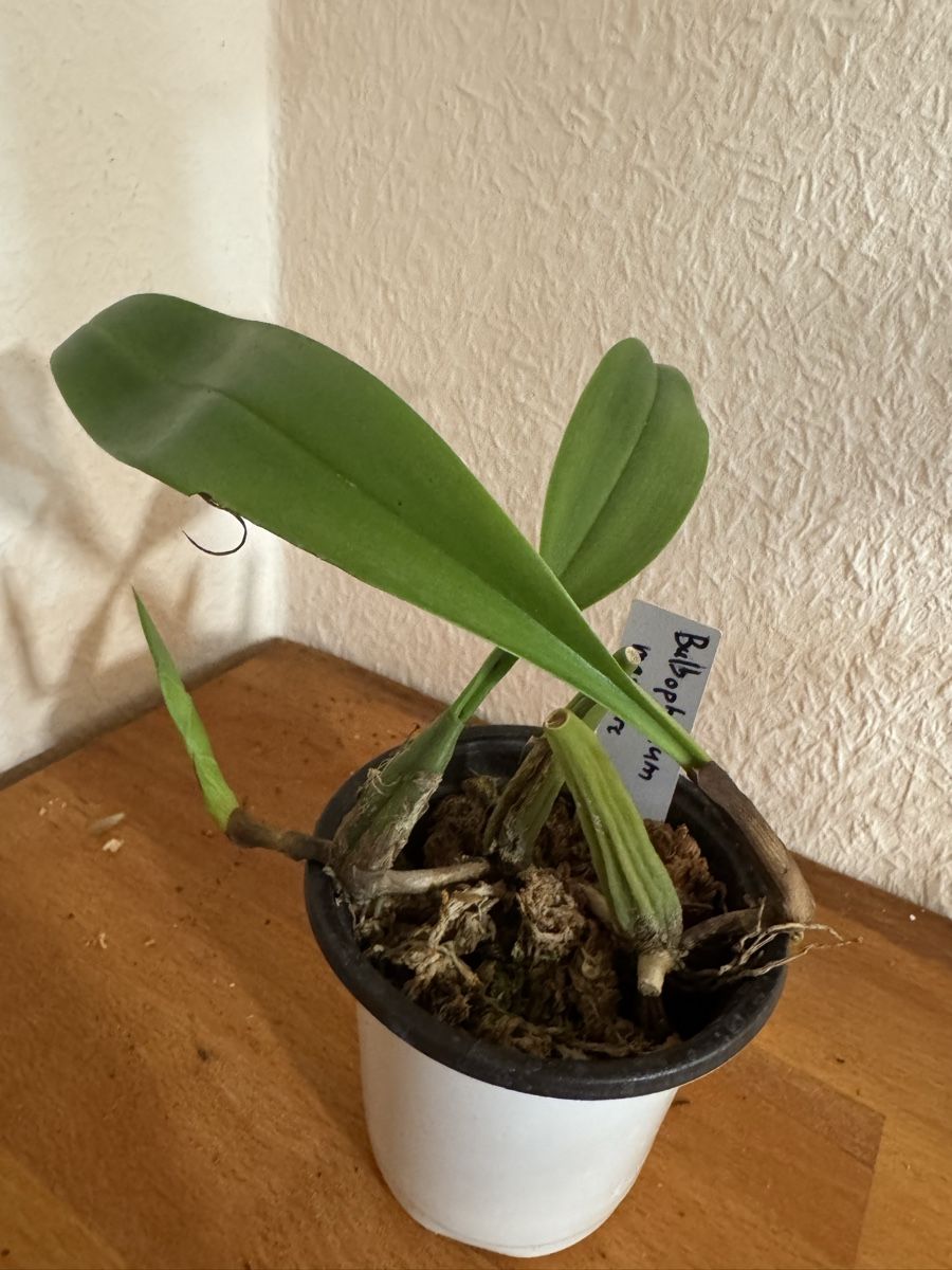 Plantes & graines: Bulbophyllum maxillare – D'occasion à Männedorf par mrclst