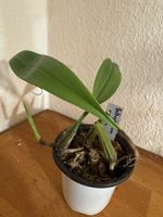 Bulbophyllum maxillare
