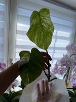 Monstera Albo Variegata Steckling mit Wurzeln
