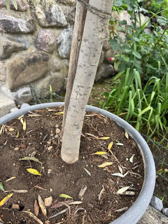 Olivenbaum im Topf, winterhart für den Garten oder Balkon. Kaufen auf