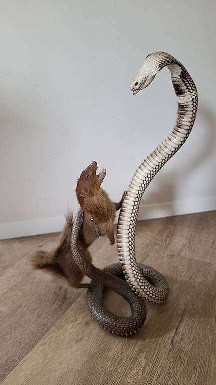 Il mondo degli animali: Combat Mangouste et cobra naturalisés – Usato da Trélex venduto da emm_rz7g