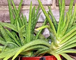 5 STK X 10 CM ALOE VERA BABIES