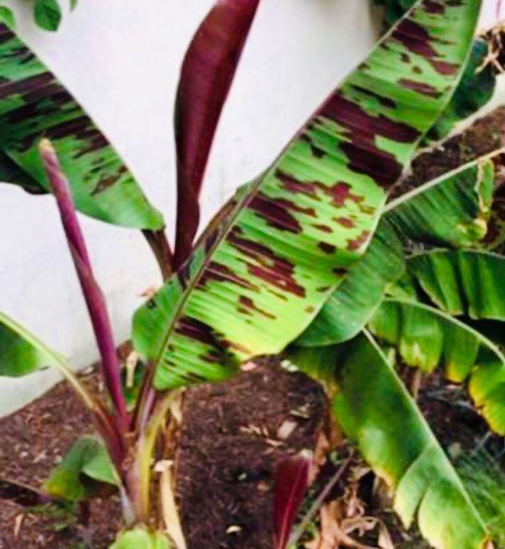 Piante & sementi: 5 SAMEN GRAINES SEMI Schneebananen Palme – Nuovo e nell'imballaggio originale da Rovio venduto da POSITIFFARTandPLANTS 4