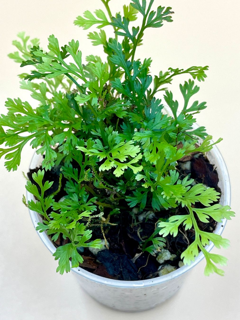 Piante & sementi: Bolbitis heteroclita "difformis" - Terrariumfarn – Nuovo (secondo la descrizione) da Zürich venduto da Leafscape 1
