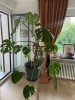 Monstera Deliciosa Plant 
