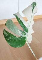 Monstera Deliciosa Albo Variegata 3.