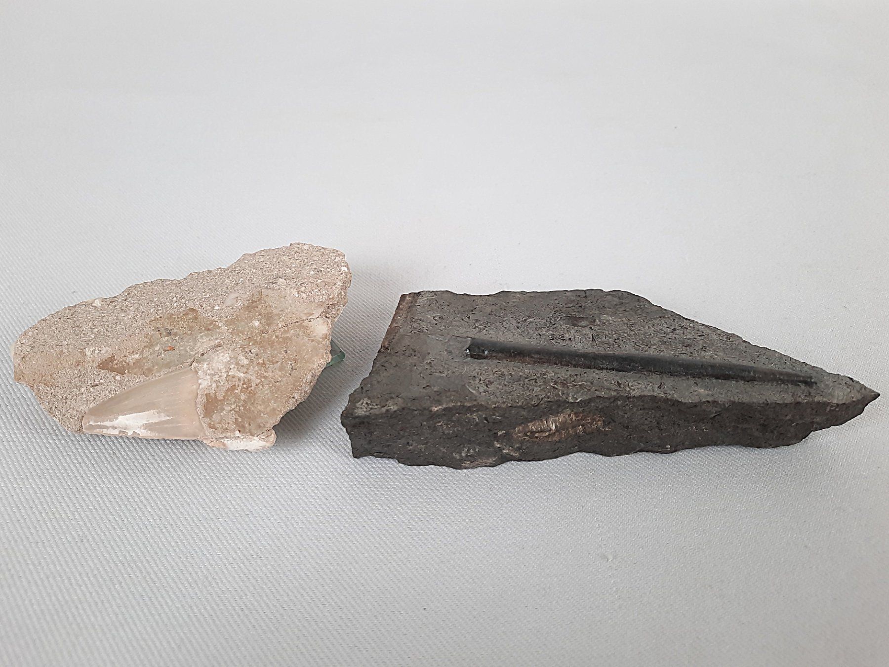 Fossili: Fossiler Haifischzahn und Donnerkeil – Usato da Beinwil am See venduto da Restwert_Beinwil 1