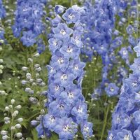 50 Samen Rittersporn SKY BLUE WHITE BEE